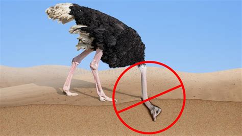 Myths 2 Do Ostrich Really Stick Their Heads In Sand Youtube