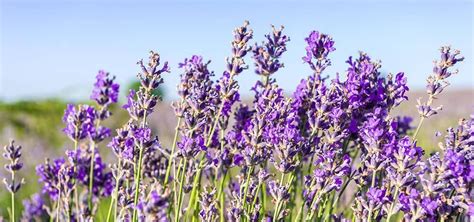 Lavender Health Benefits And Uses