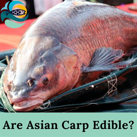 is asian carp good to eat can you eat asian carp