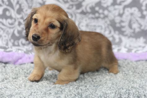 We only produce one or two litters of english cream… adorable ckc miniature dachshund puppies will be available mid jan. Leah & Chance - English Cream Dachshund Puppies - Louie's Miniature Dachshunds