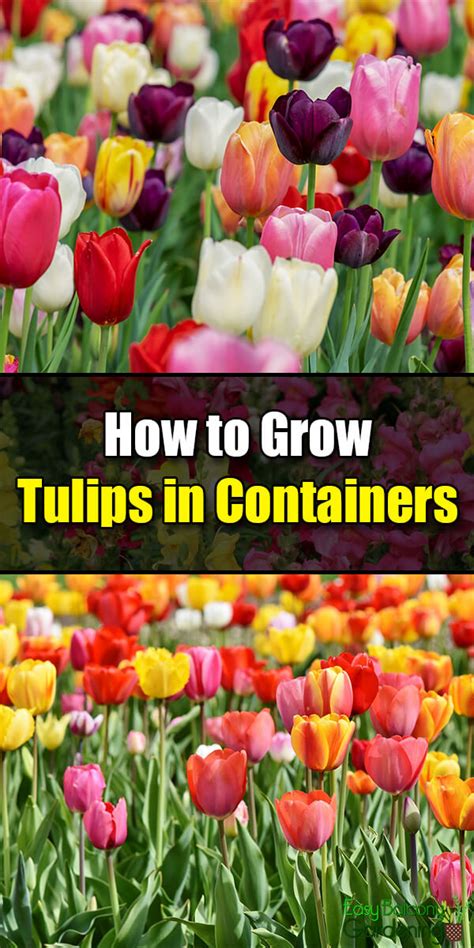 How To Grow Tulips In Containers Easy Balcony Gardening