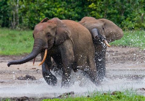 Forest Elephants Are Our Allies In The Fight Against Climate Change