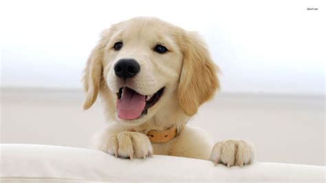 Download golden retriever dog wallpaper for your device. Free download Golden Retriever Puppies Wallpaper Hd 34 ...