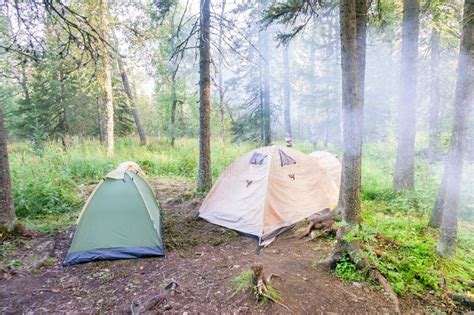 Camping And Tent Under The Pine Forest In Sunrise Stock Photo Image