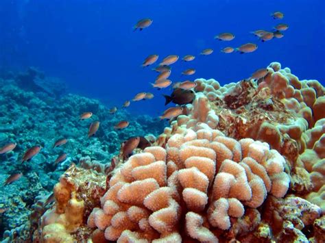 Earthtalk Endangered Coral Reefs Darien News