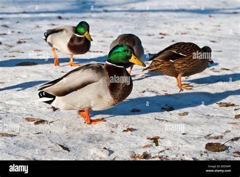 A Group Of Mallard Ducks In The Snow Stock Photo Alamy