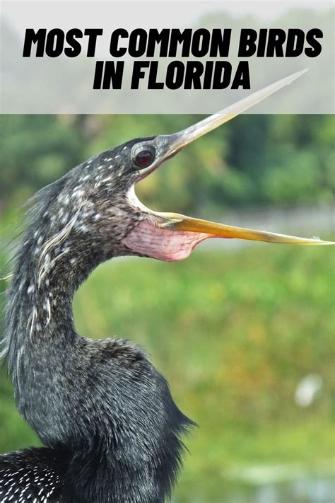 29 Common Birds In Florida With Pictures 2023