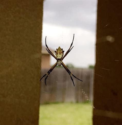 Female Argiope Argentata Silver Garden Spider In Harlingen Texas