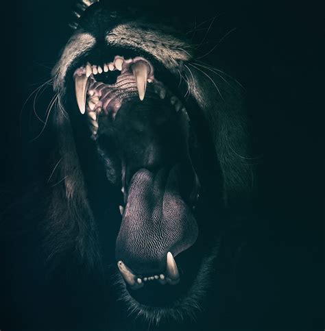 Hd Wallpaper Head Big Cat Lion Teeth Angry Roar Roaring Lioness