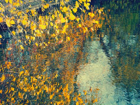 Wallpaper Autumn Trees Fall Leaves Reflections Gold Ponds