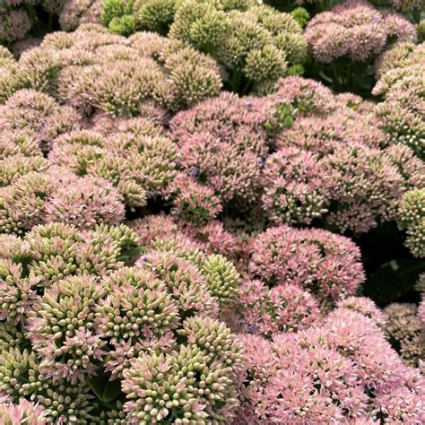 Sedum Spec ‘autumn Joy Stonecrop Cavanos Perennials