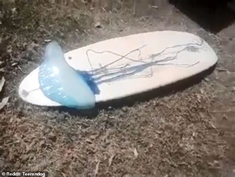 Surfer Shares Terrifying Footage Of A Monster Jellyfish The Size Of His