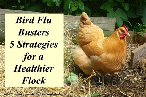 It is called influenza when it infects humans. Bird Flu Busters - 5 Strategies for a Healthier Flock