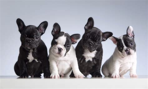 It's a long way from their beginning in england in the 1800s. Why Do French Bulldogs Need A Harness? - French Bulldog Breed