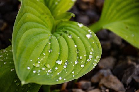 Close Up Photo Of Green Leaf Plant · Free Stock Photo