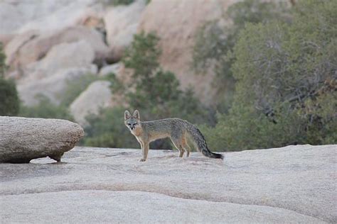 A Rare Wild Desert Kit Fox In The Mojave Desert I Captured On Camera