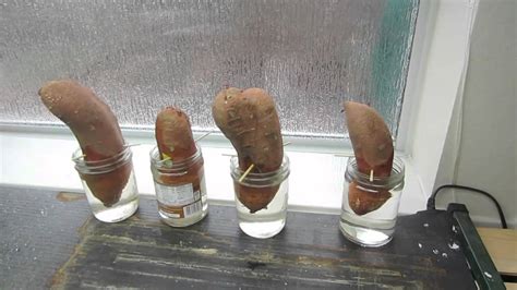 How To Grow Sweet Potatoes How To Instructions