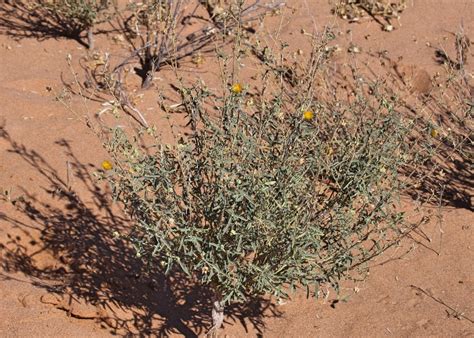Australian Desert Plants Malvaceae