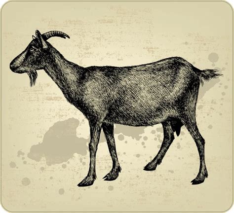 Czarna Koza Z Rogami Rysunek Odręczny Ilustracja Wektorowa — Grafika