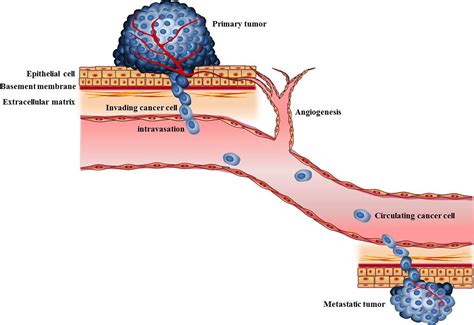 Cancer Metastasis Mechanisms Of Inhibition By Melatonin Su 2017