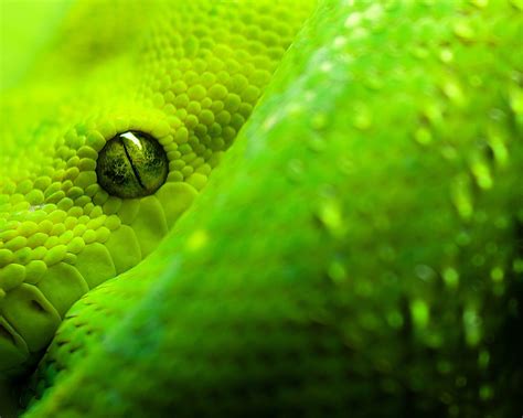 Green Snake Digital Wallpaper Snake Animals Reptiles Hd Wallpaper