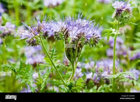 Nektar Reiche Blume Stockfotos Und Bilder Kaufen Alamy