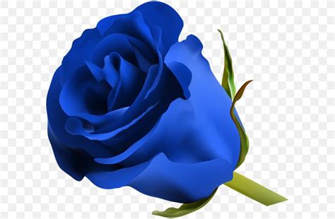 Blue Rose Flower Clip Art PNG X Px Blue Rose Blue Blue Flower