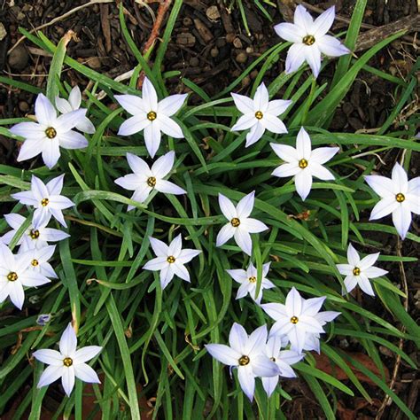The Best Spring Bulbs To Plant In Your Lawn For Early