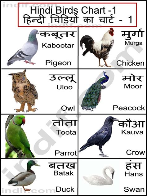 Hindi Birds Chart हिन्दी चिड़ियों का चार्ट Basic Birds From India