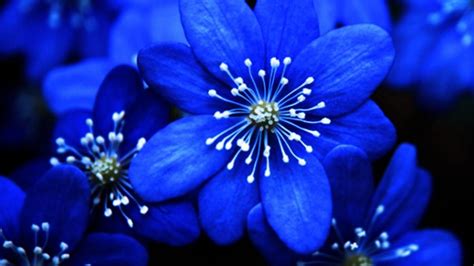 Images Of Blue Flowers Widescreen 6 Blue Flower Wallpaper Blue