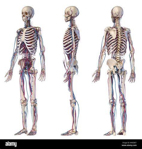 Human Skeleton Cut Out Hi Res Stock Photography And Images Alamy