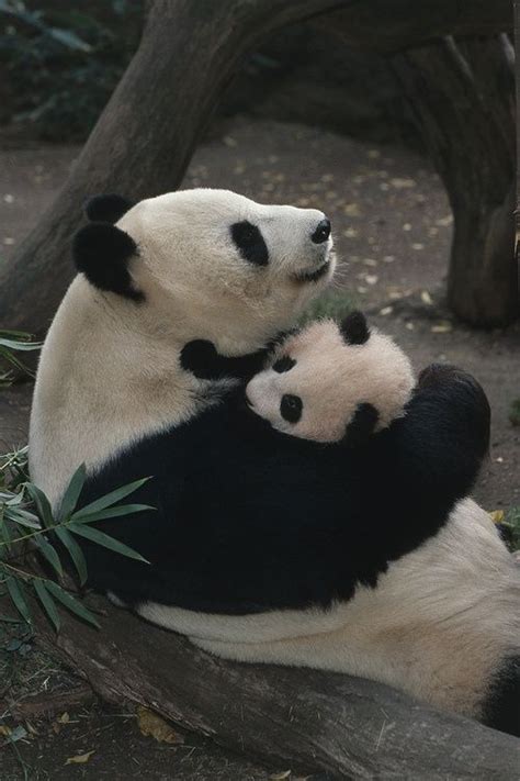 Bear Hugs Cute Animals Panda Panda Bear