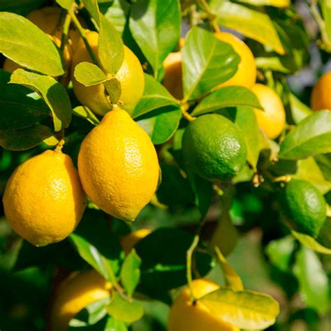 Lemon Lime Citrus Trees For Sale