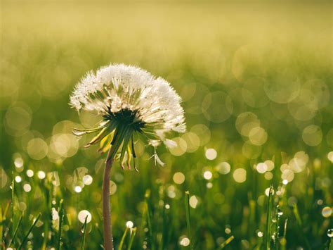 Free Images Nature Blossom Dew Field Lawn Meadow Dandelion