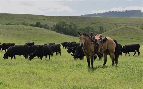 Grazing Records Monitoring Pasture Productivity Improves Grazing