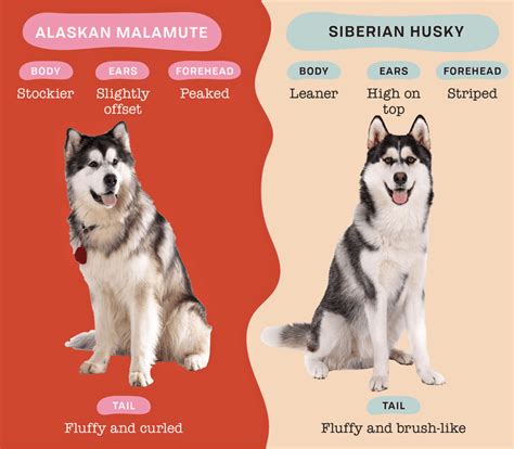 Alaskan Malamute Vs Siberian Husky How To Tell These Breeds Apart