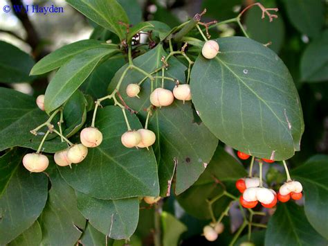 Evergreen And Creepy Its Winter Creeper Virginia Native Plant Society