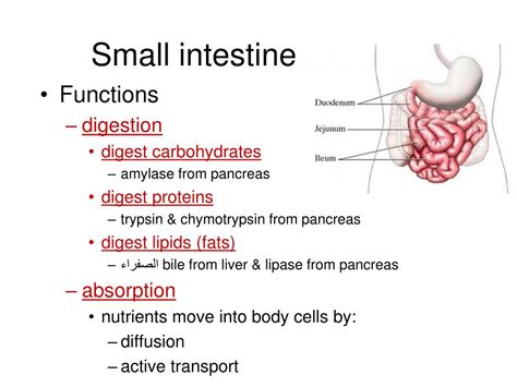 Ppt Digestive System Powerpoint Presentation Free Download Id2381640