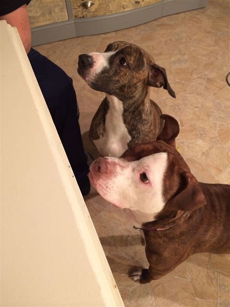 Enjoy 20% off holiday orders and free recipient addressing. Pin on PIT BULLS