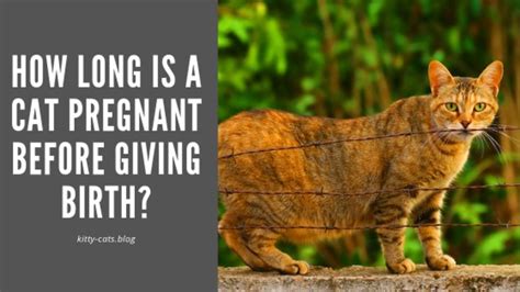 How Long Is A Cat Pregnant Before Giving Birth Pregnant Cat Cat Exercise Pretty Cats