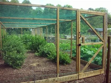 How To Build A Fruit Cage Find Out Here