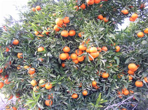 Mandarina Clemenvilla - Clementinas de la Plana Blog