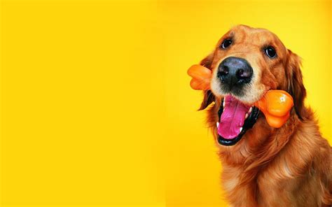 17 Funny Dog Desktop Wallpaper Free Untuk Mempercantik Ruangan
