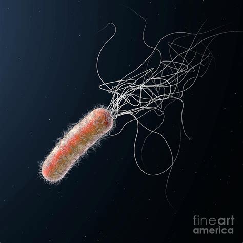 Pseudomonas Aeruginosa Bacterium Photograph By Christoph Burgstedt