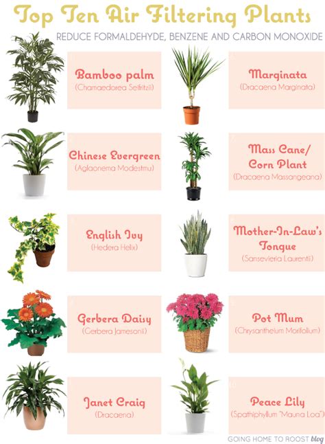Pictures And Names Of Indoor House Plants