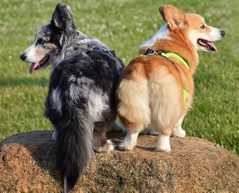 9 Common Types Of Dog Tails With Pictures Hepper