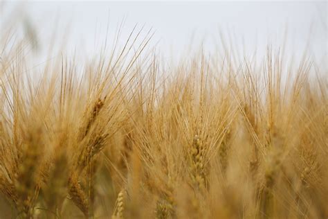 Cornfield Wheat Grain Free Photo On Pixabay Pixabay