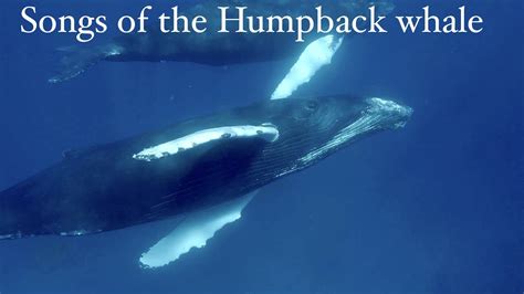 Sounds Of Nature Mindblowing Humpback Whales Singing Youtube