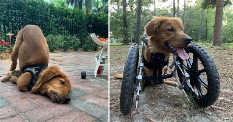 A Special Wheelchair Gave A New Life To This Amazing Double Amputee Dog