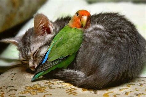 Unlikely Duo Unlikely Animal Friends Cute Animals Animals
